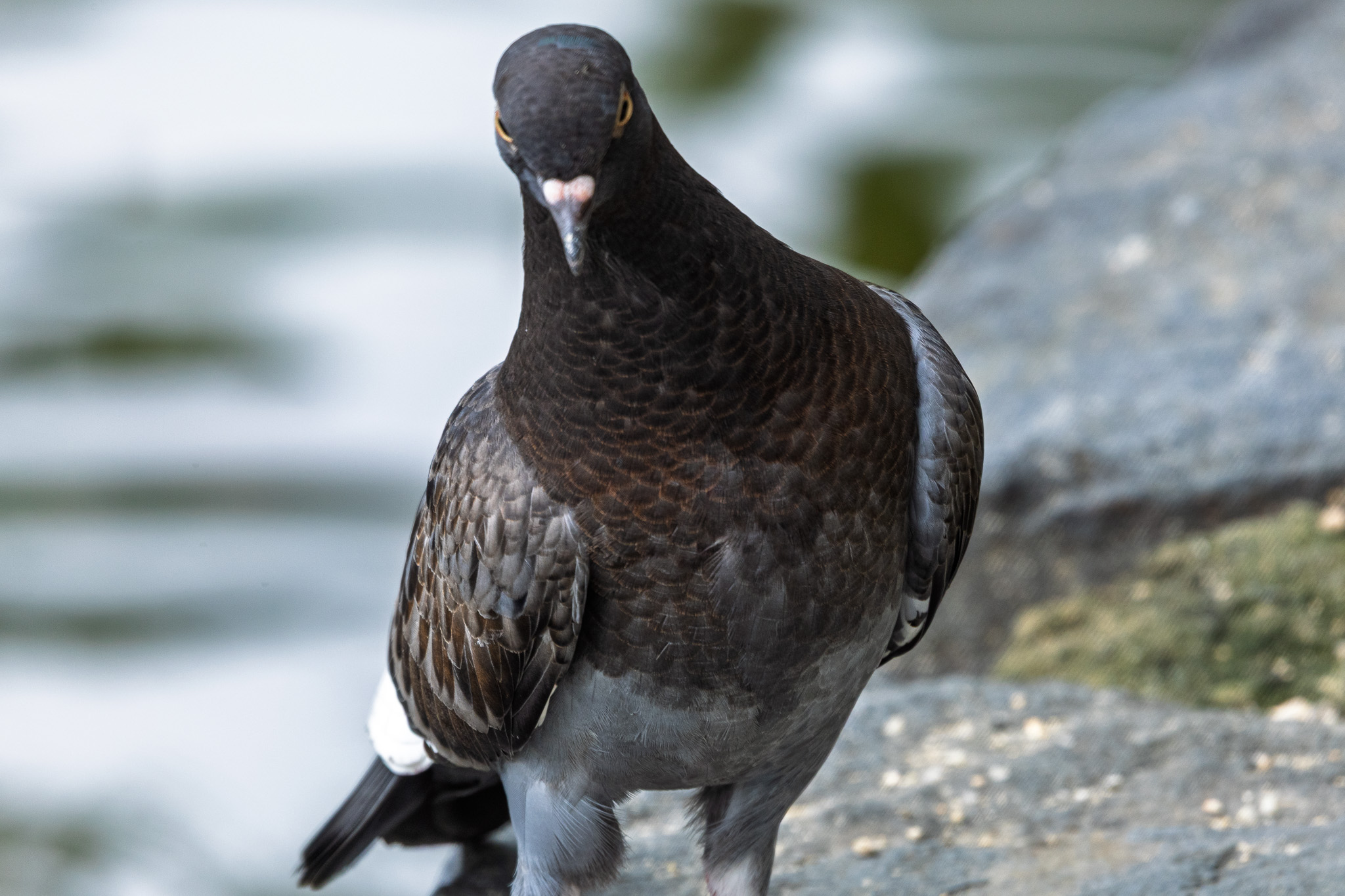 Canon EOS R8, RF100mm f2.8 L is usm